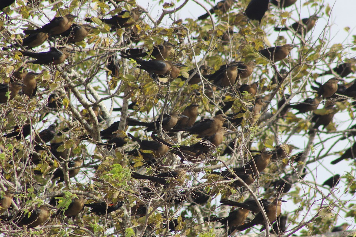 Great-tailed Grackle - ML646277900