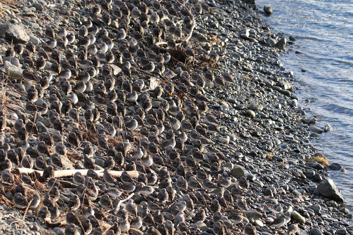 Rock Sandpiper - ML646277909