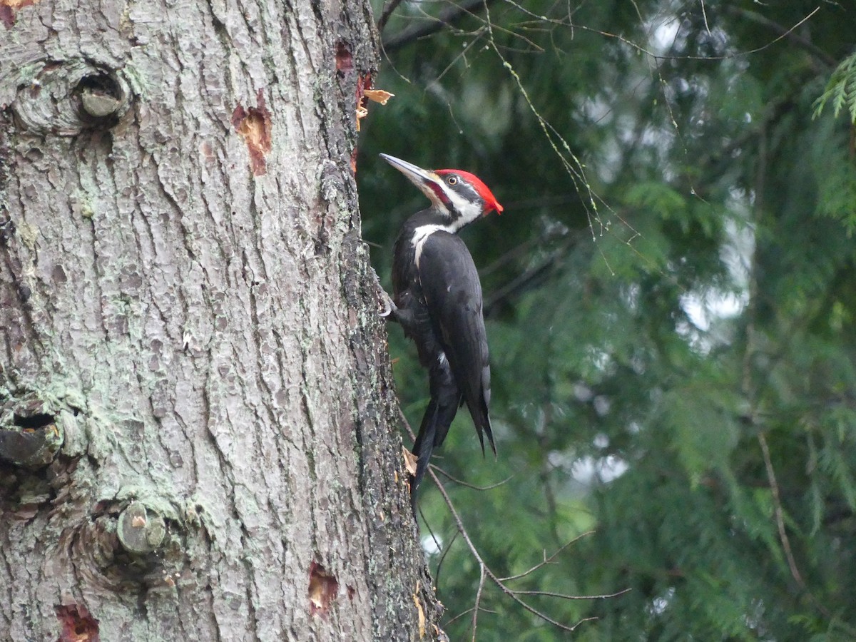Pileated Woodpecker - ML646277914