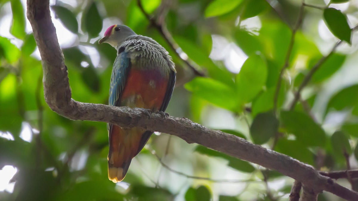 Rose-crowned Fruit-Dove - ML646277917