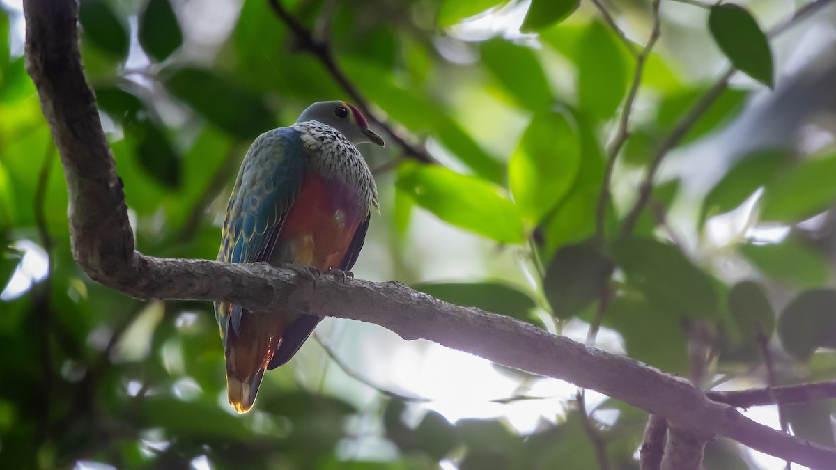 Rose-crowned Fruit-Dove - ML646277918
