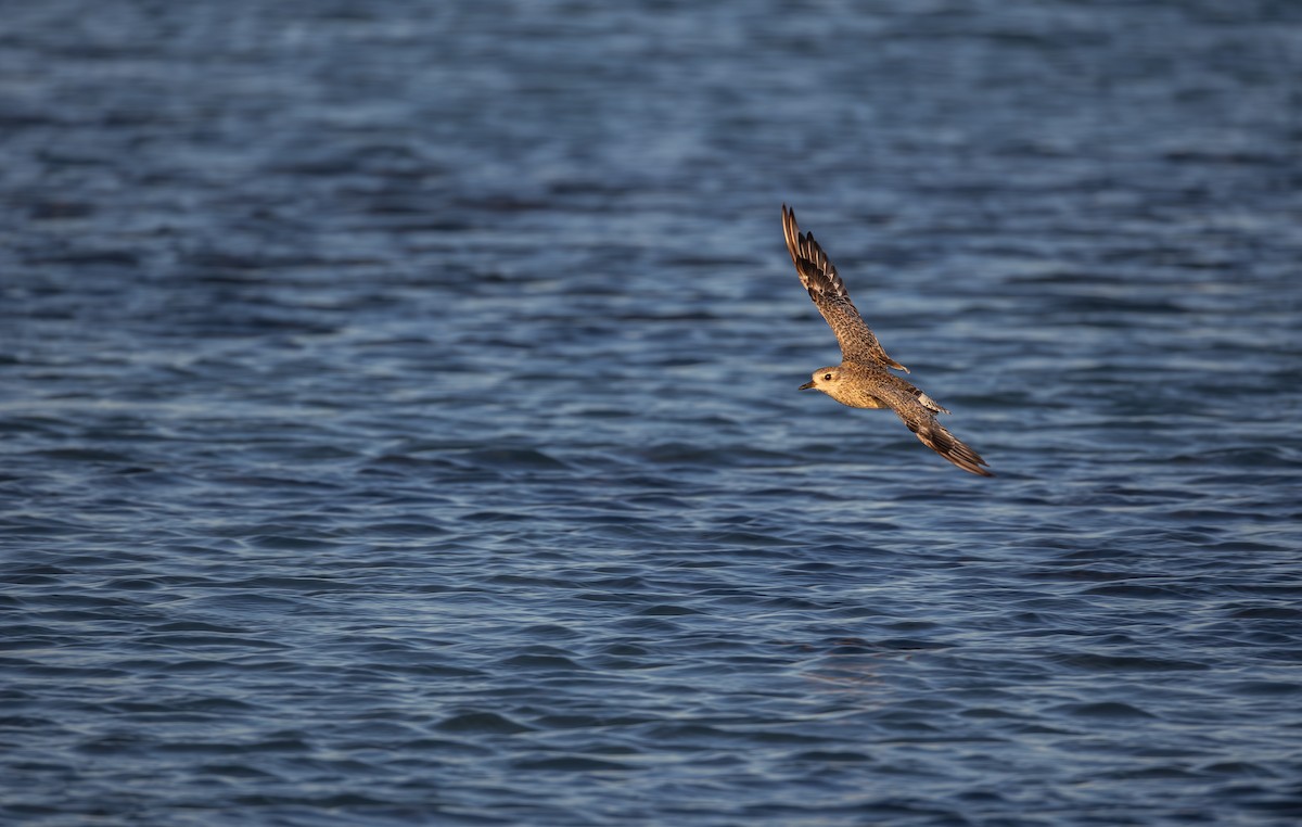 Black-bellied Plover - ML646277924