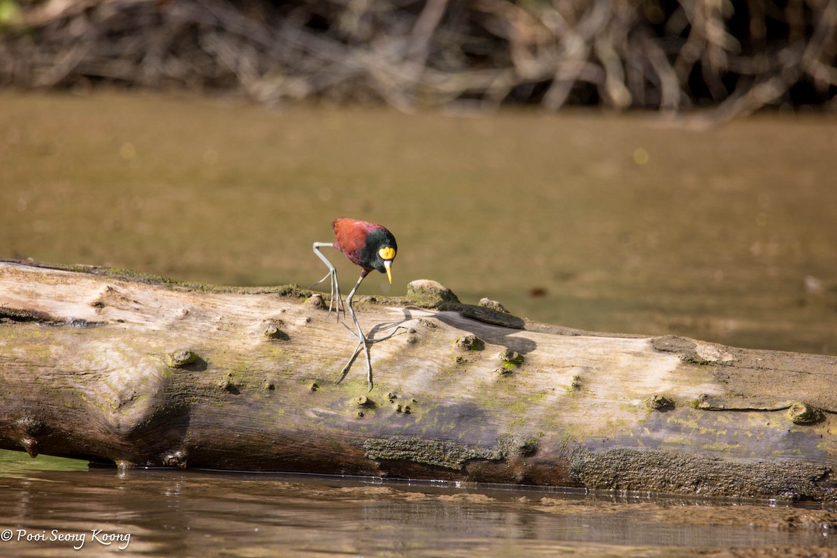 Northern Jacana - ML646277929