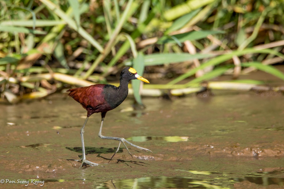 Northern Jacana - ML646277930
