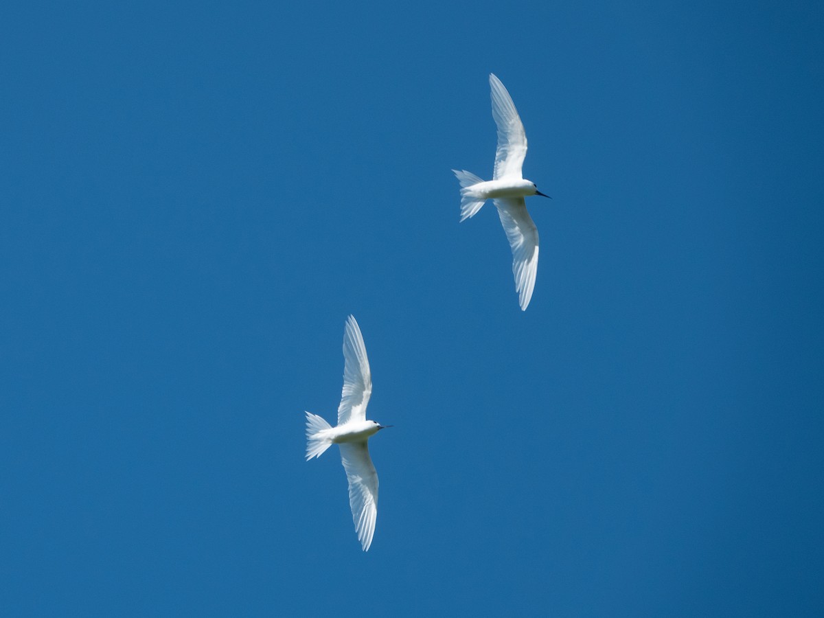 Blue-billed White-Tern - ML646277932