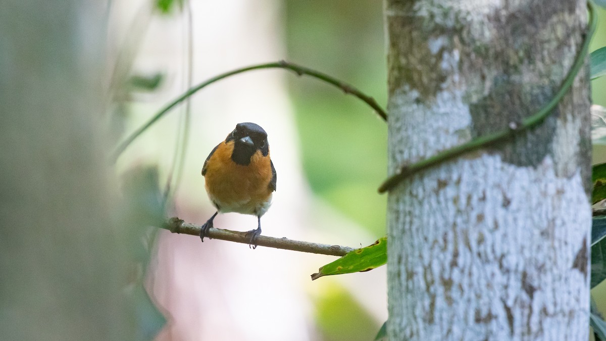 Australian Spectacled Monarch - ML646277934