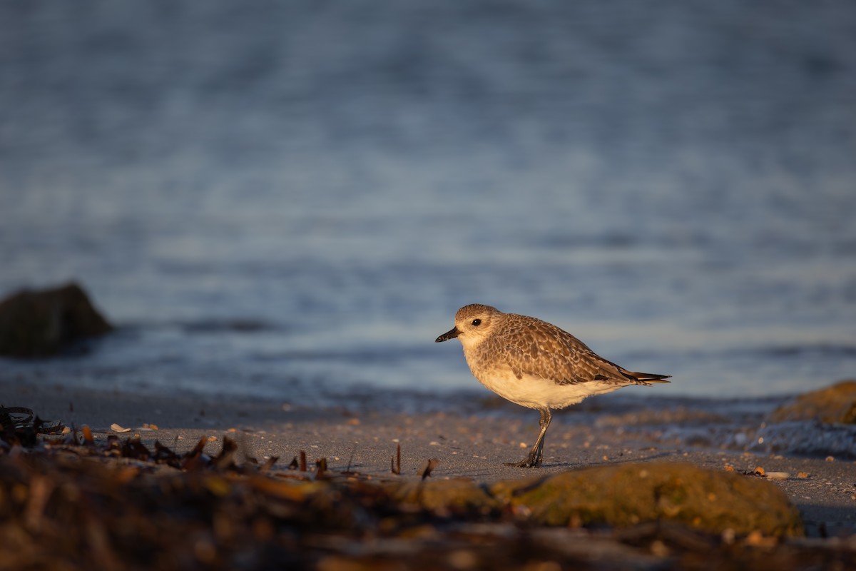 Black-bellied Plover - ML646277935