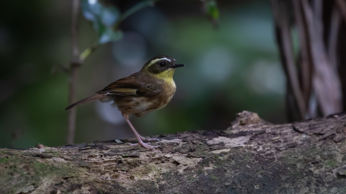 Yellow-throated Scrubwren - ML646277943