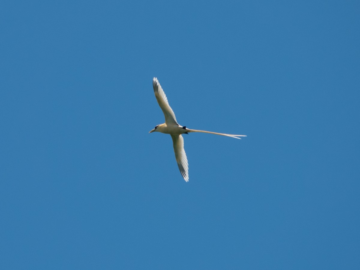 White-tailed Tropicbird - ML646277947