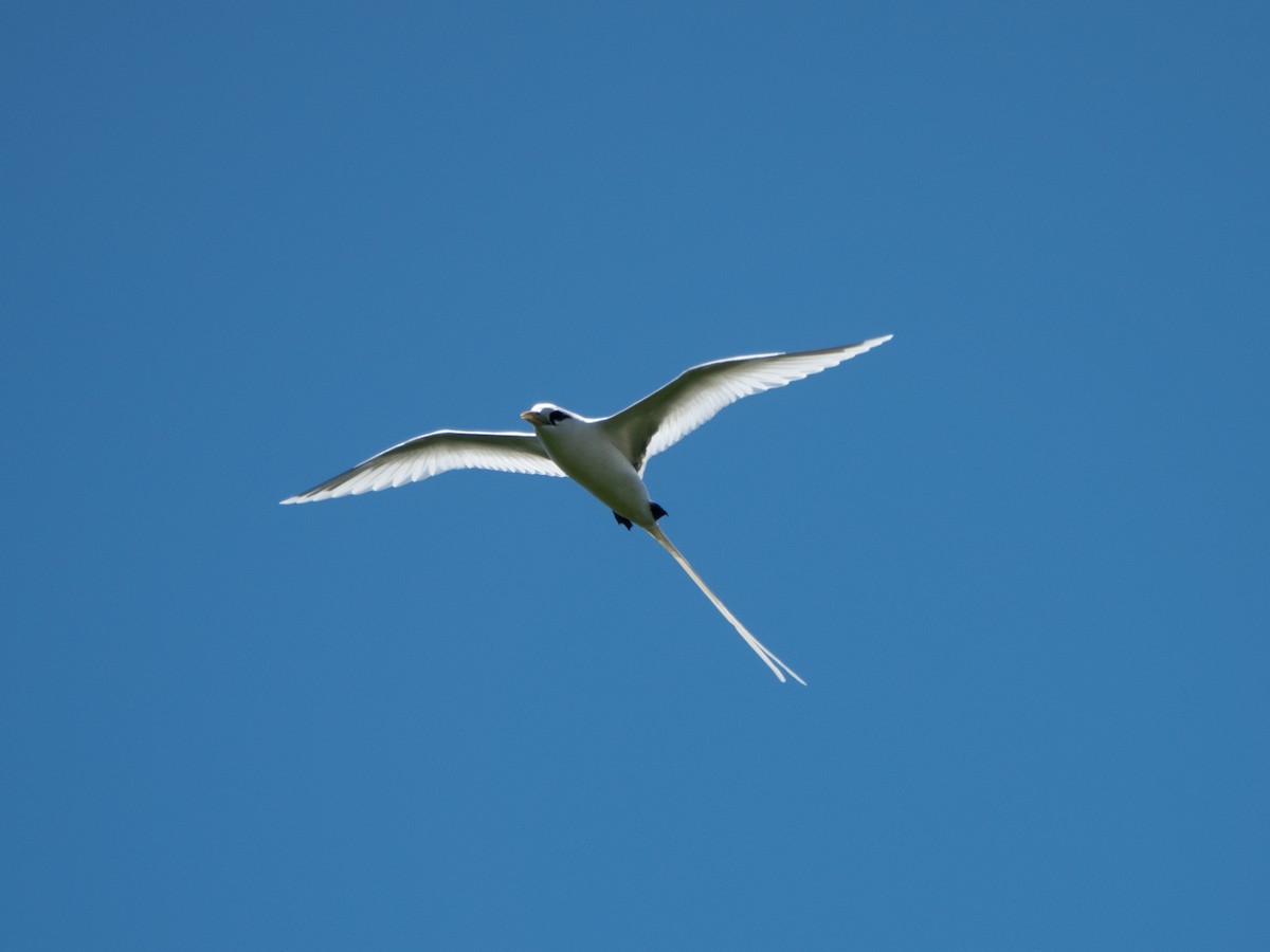 White-tailed Tropicbird - ML646277948