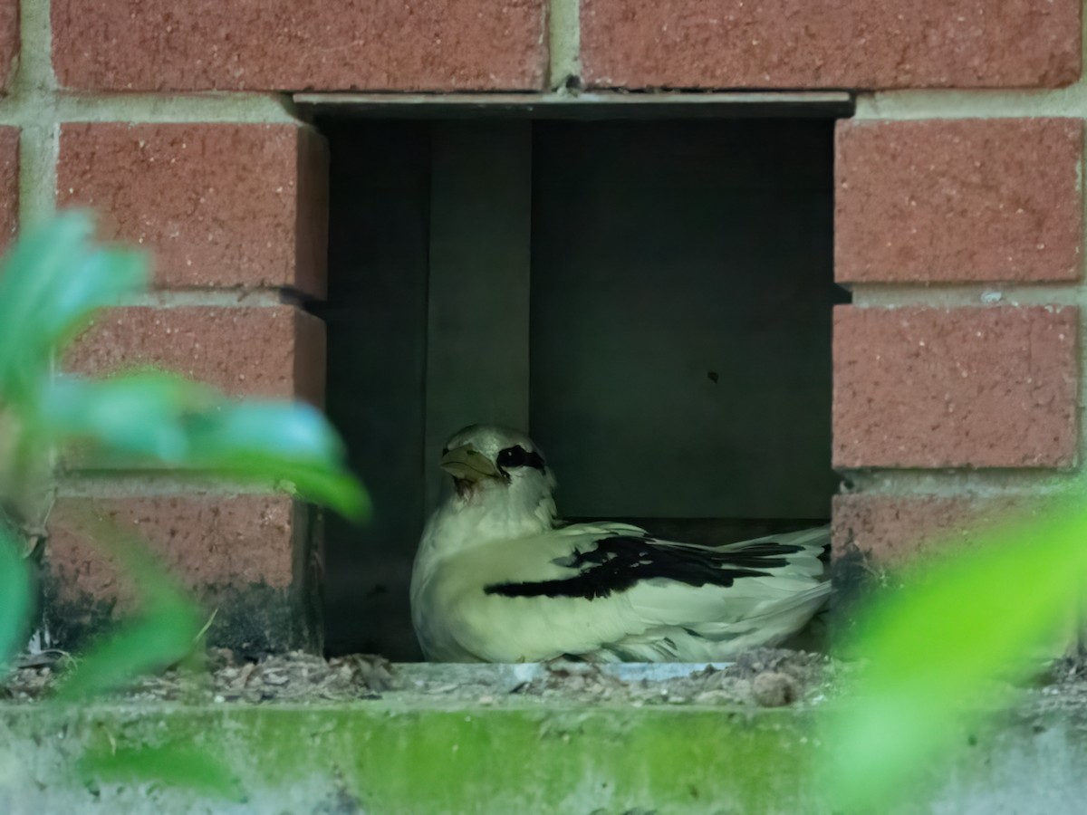 White-tailed Tropicbird - ML646277949