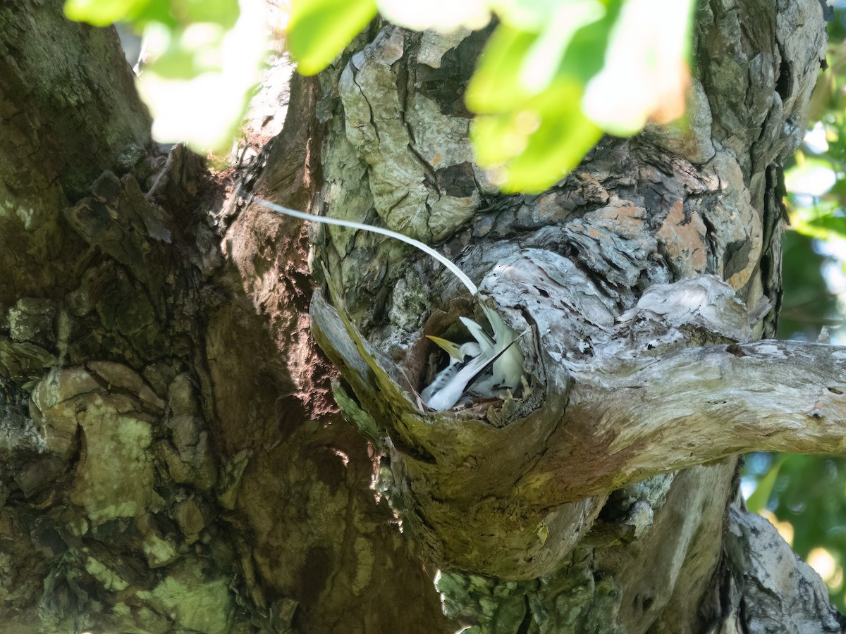 White-tailed Tropicbird - ML646277950