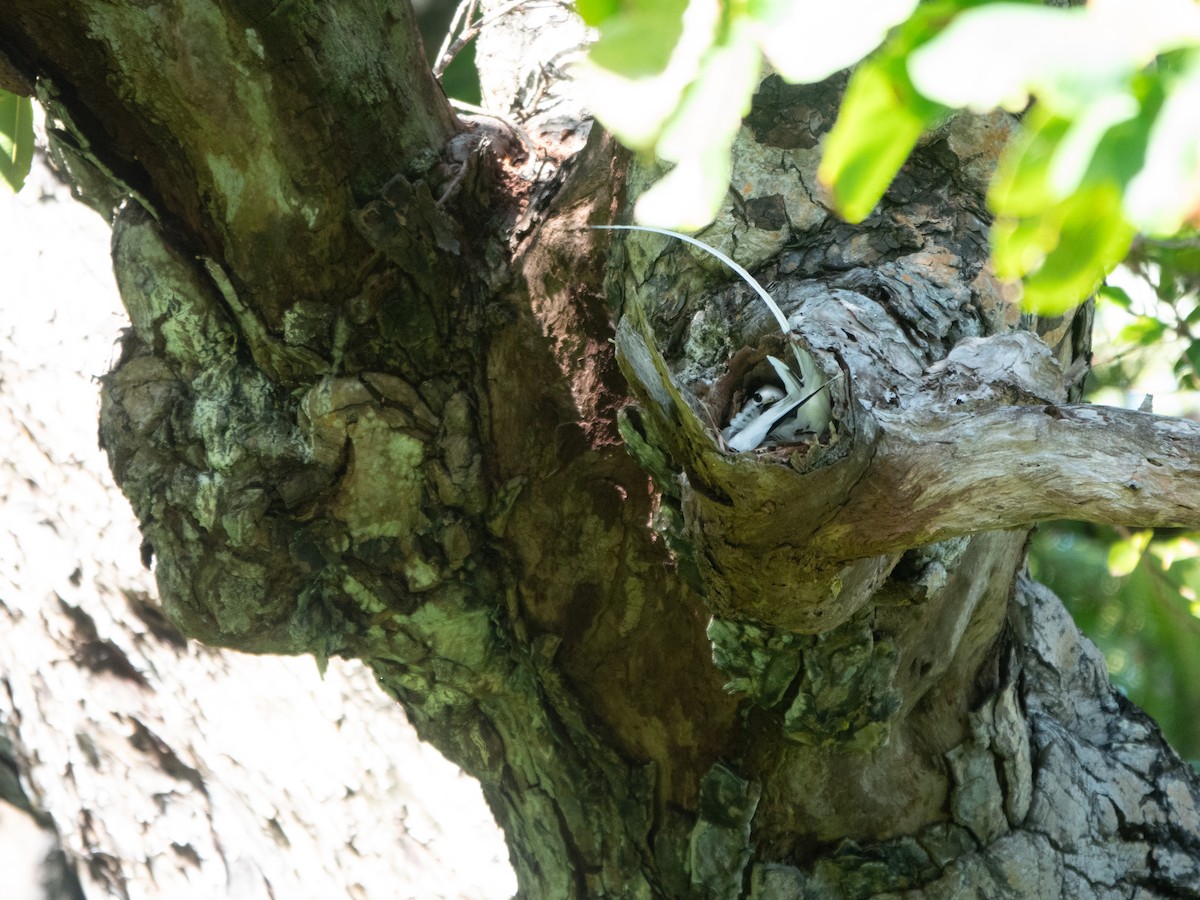 Weißschwanz-Tropikvogel - ML646277951