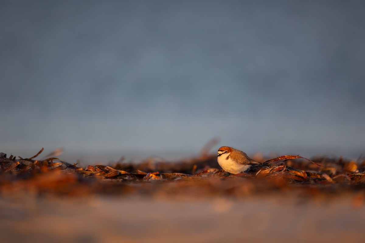 Red-capped Plover - ML646277952