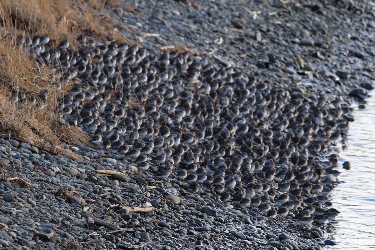 Rock Sandpiper - ML646277953