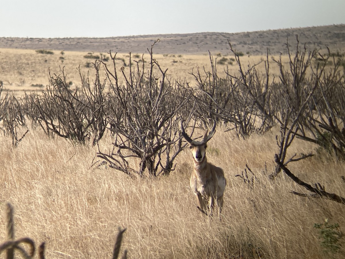 Pronghorn - ML646277959