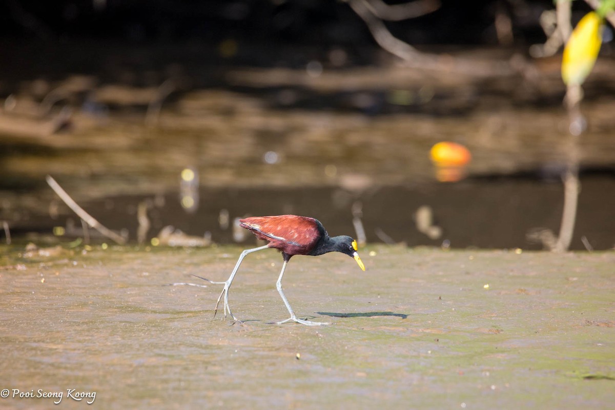 Northern Jacana - ML646277967