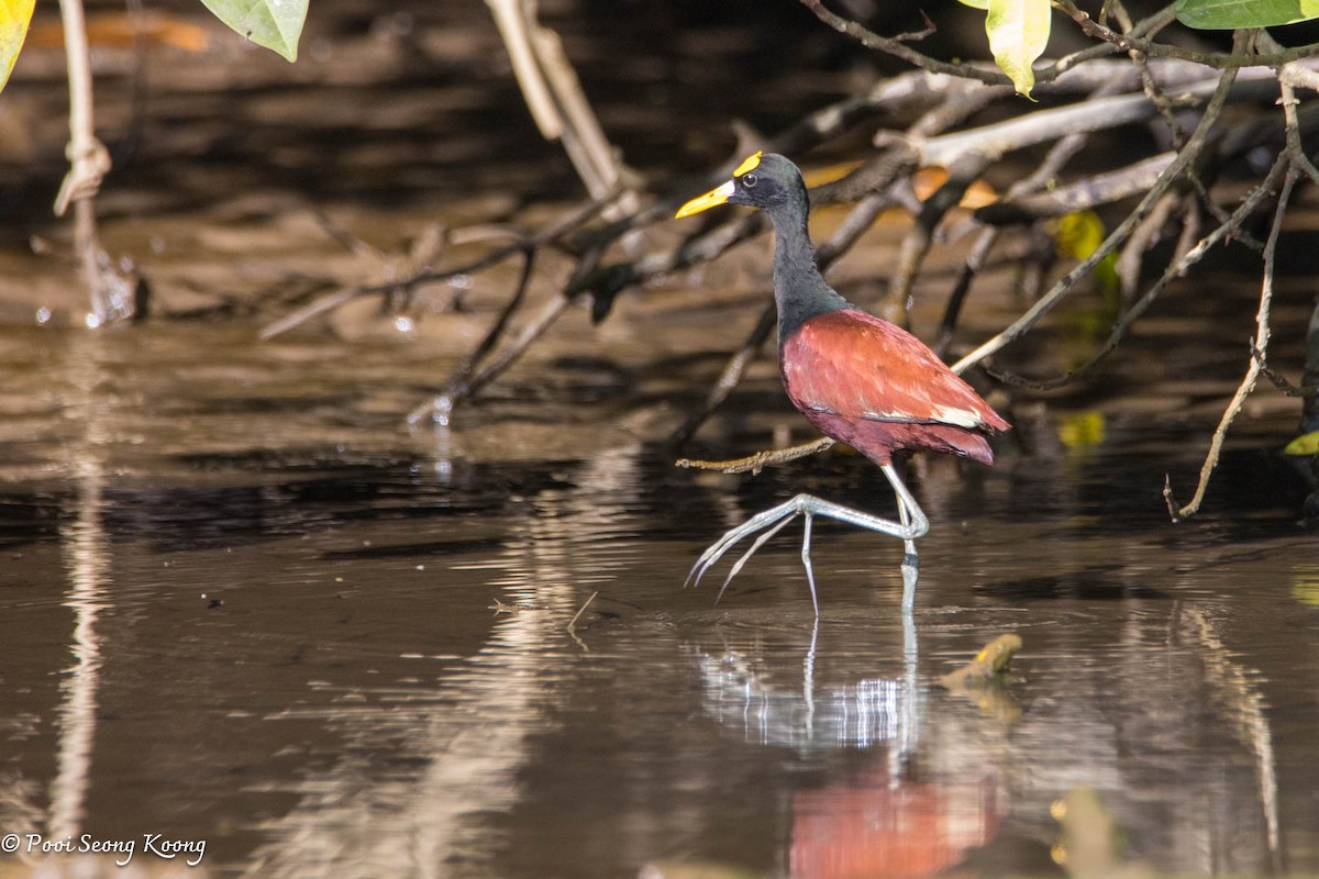 Northern Jacana - ML646277968