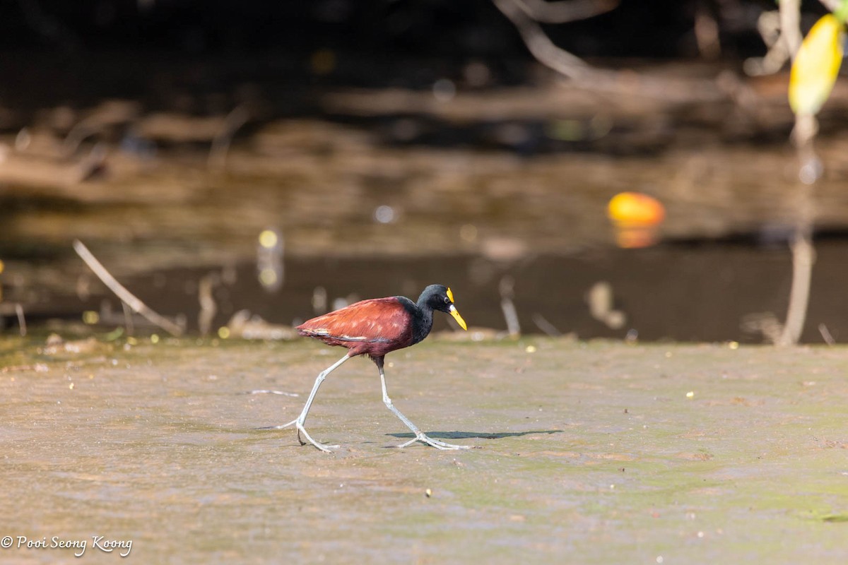 Northern Jacana - ML646277969