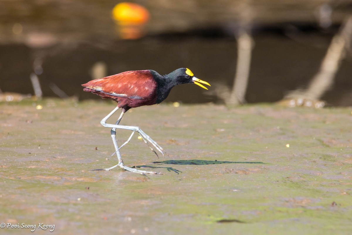 Northern Jacana - ML646277970