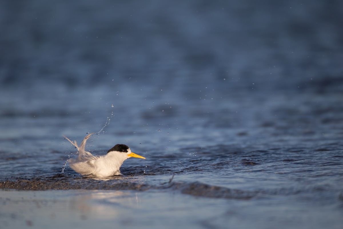 Australian Fairy Tern - ML646277971