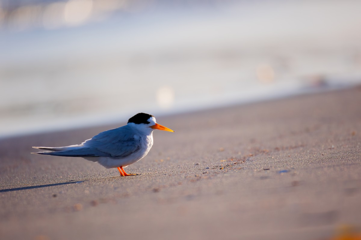 Australian Fairy Tern - ML646277977