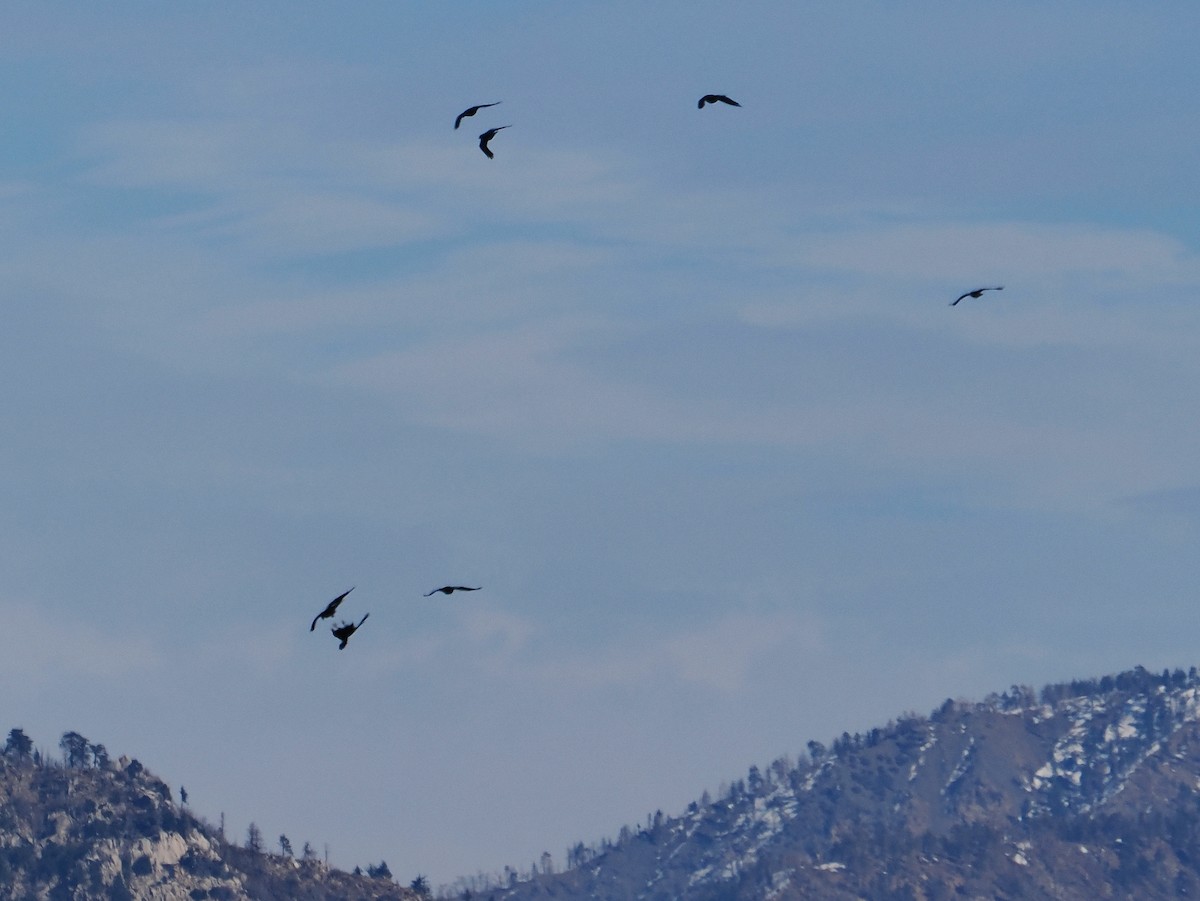 krkavec velký - ML646277983