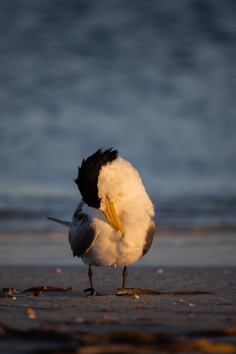Great Crested Tern - ML646277984