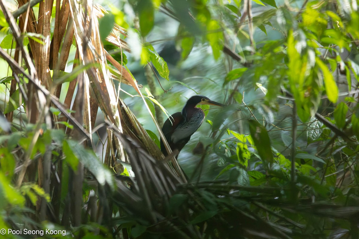 Agami Balıkçılı - ML646277994