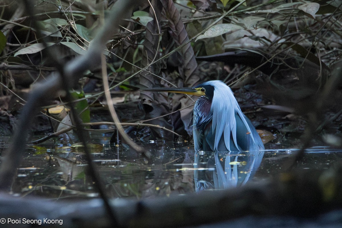 Agami Balıkçılı - ML646277995