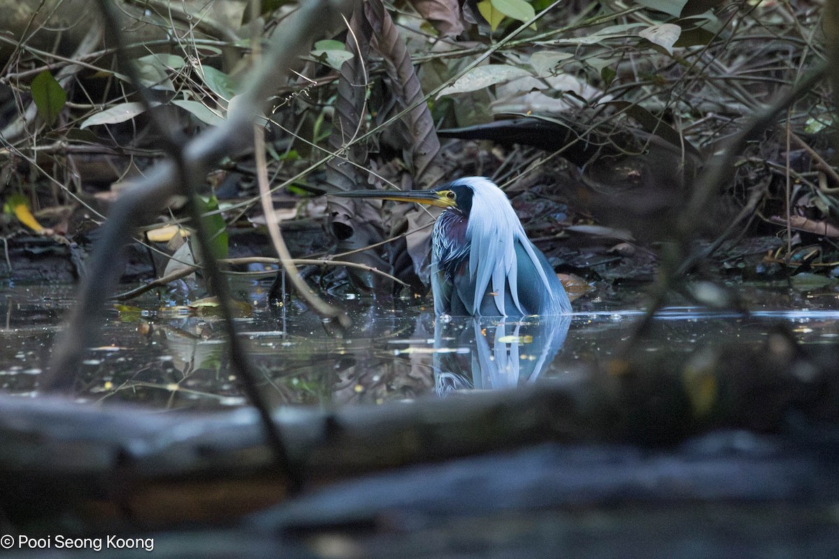 Agami Balıkçılı - ML646277996