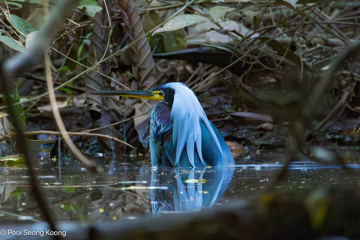 Agami Balıkçılı - ML646277997