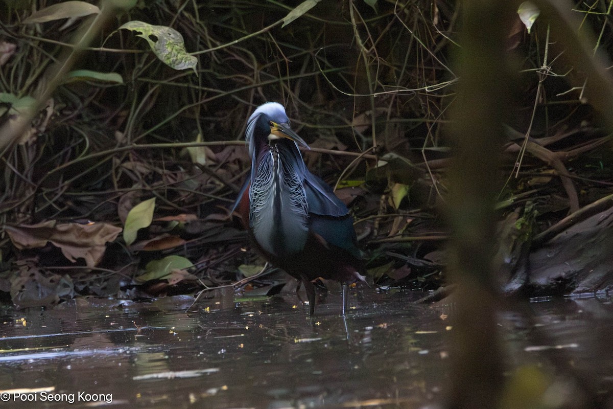 Agami Balıkçılı - ML646277998