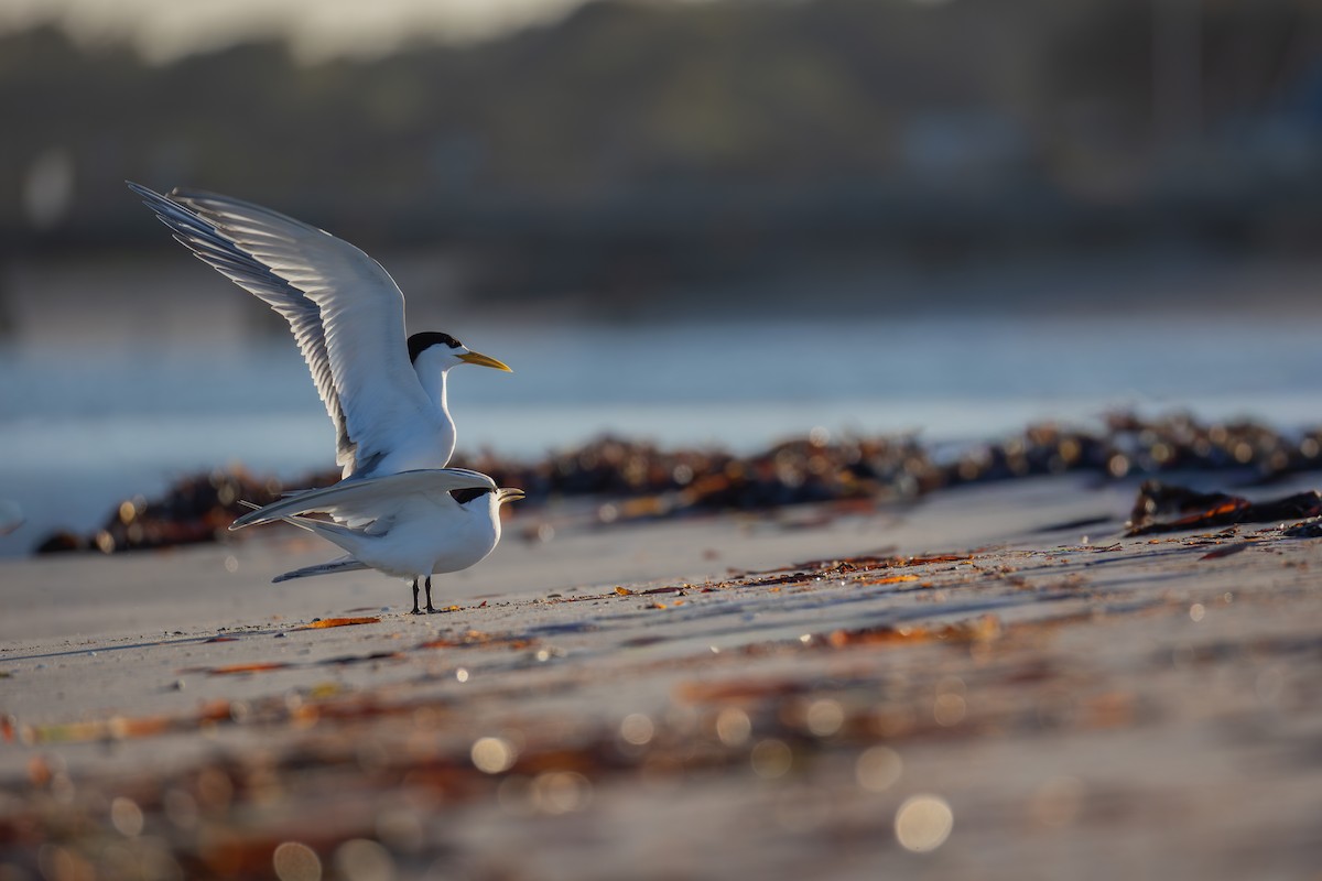 Great Crested Tern - ML646278003