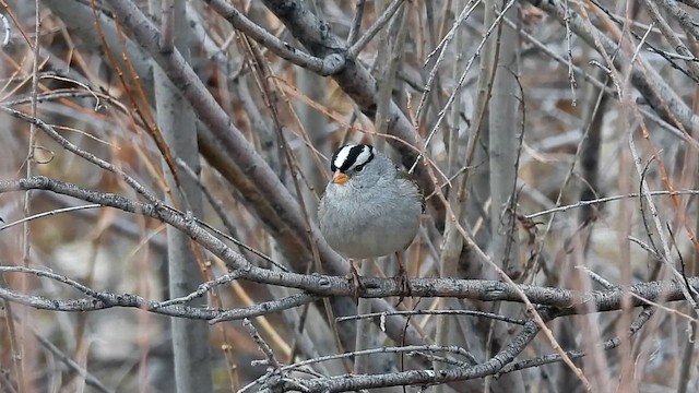 Chingolo Coroniblanco (gambelii) - ML646278004