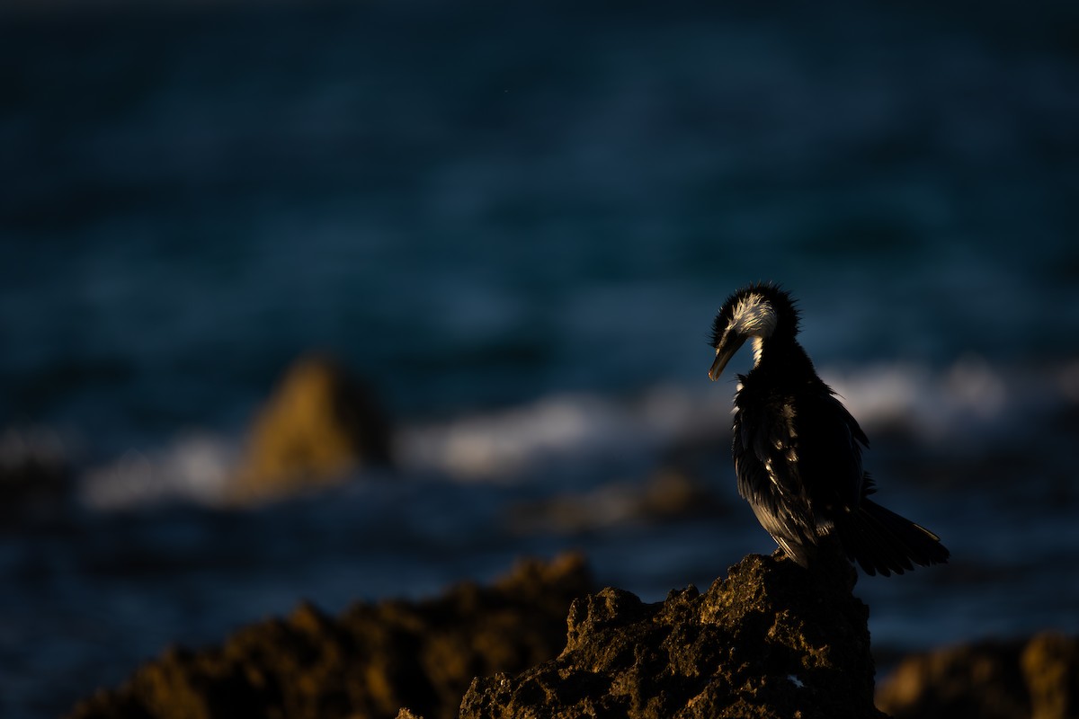 Little Pied Cormorant - ML646278008
