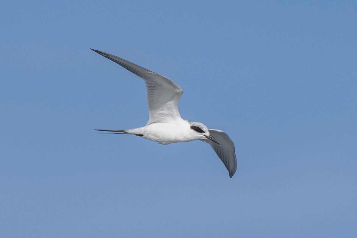 Forster's Tern - ML646278009