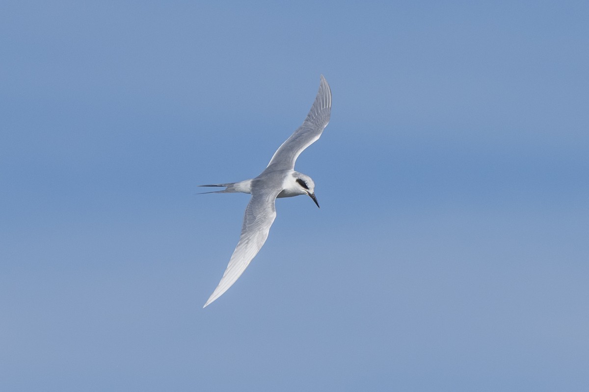 Forster's Tern - ML646278010