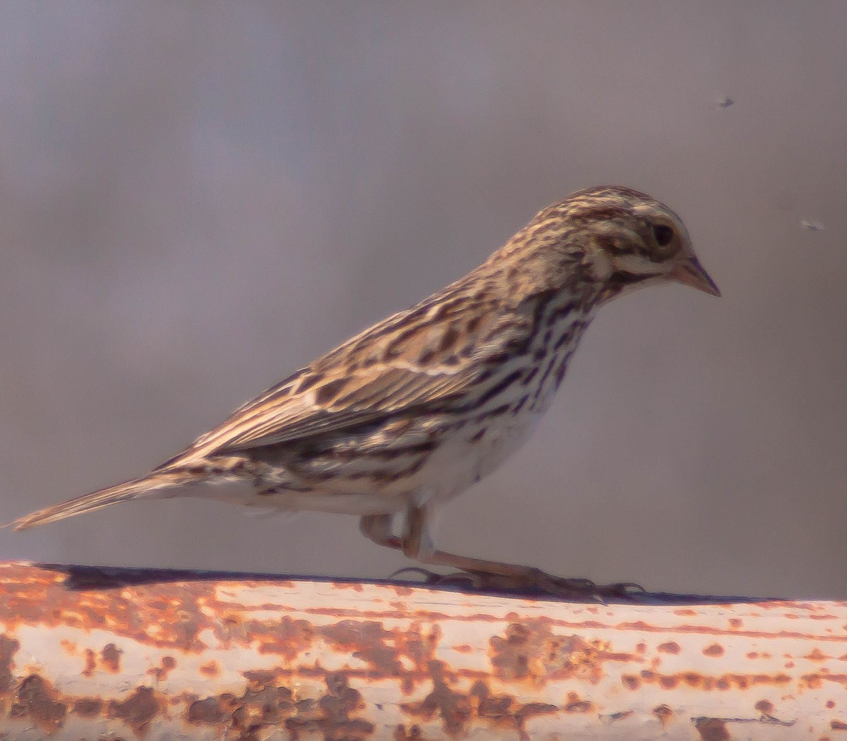 Savannah Sparrow - ML646278012