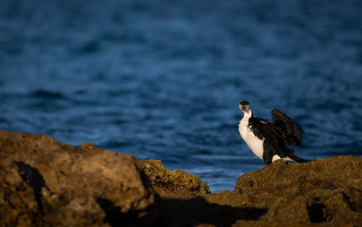 Pied Cormorant - ML646278013