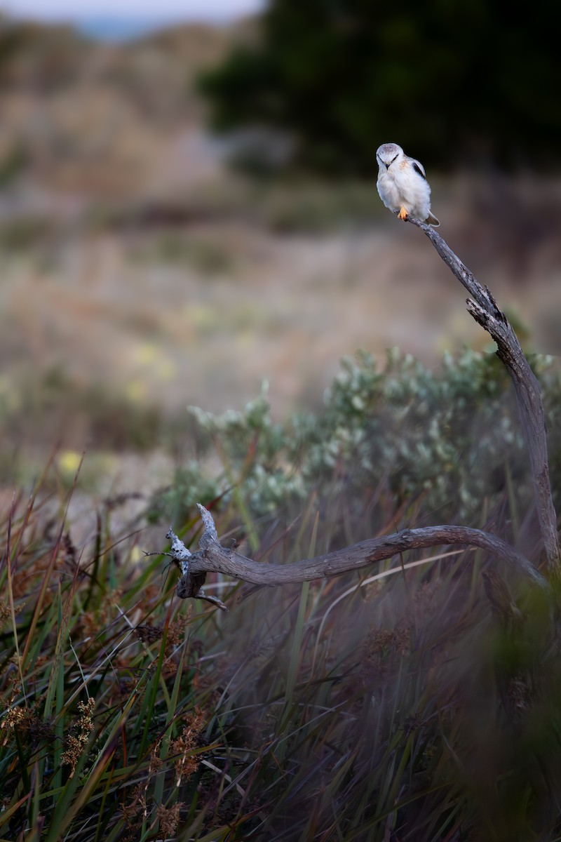 Black-shouldered Kite - ML646278023