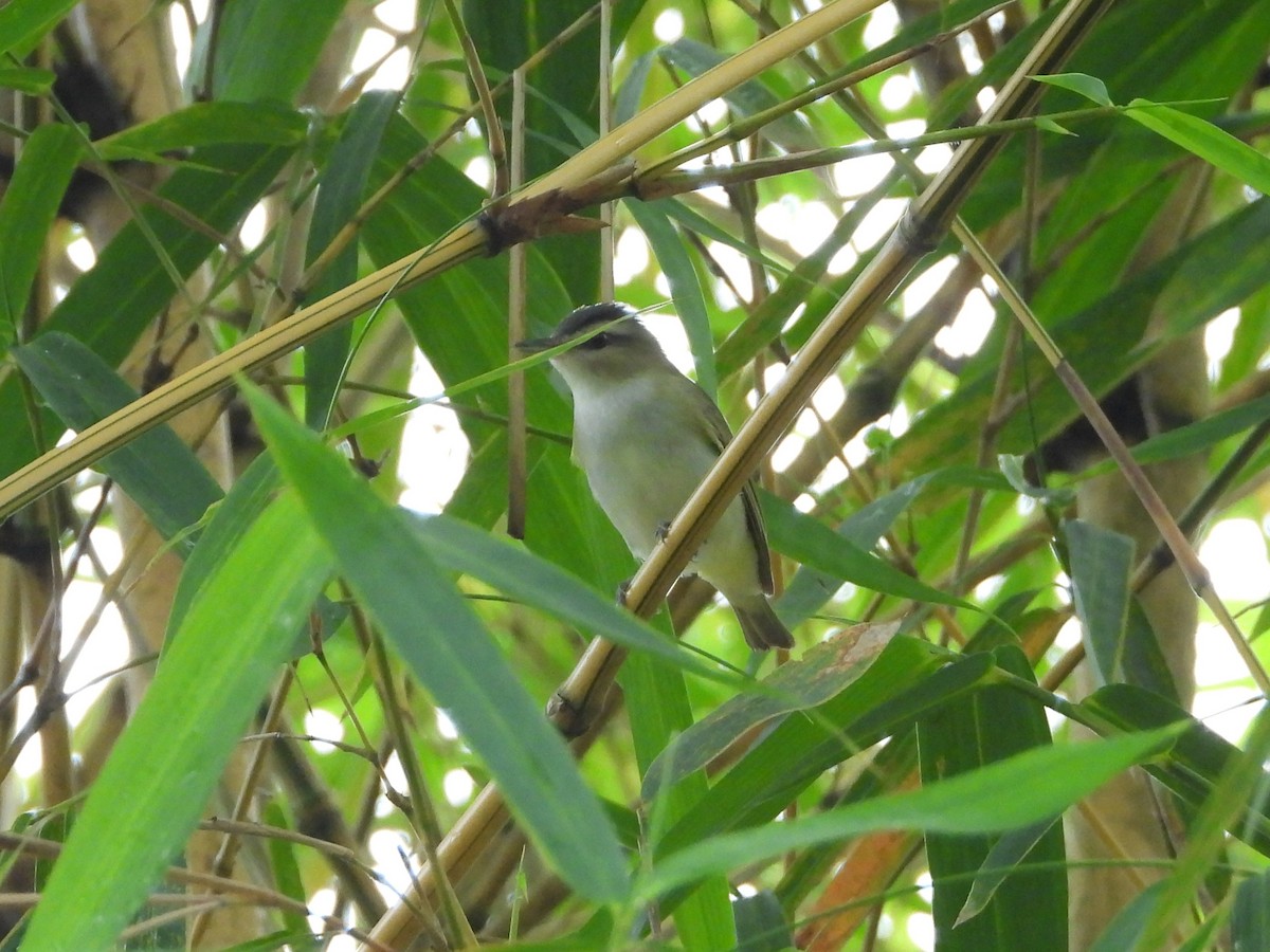 Kızıl Gözlü Vireo - ML646278024