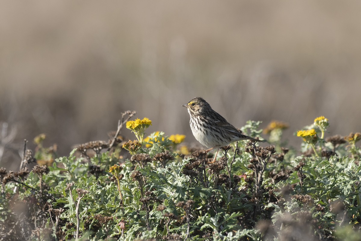 Savannah Sparrow - ML646278032