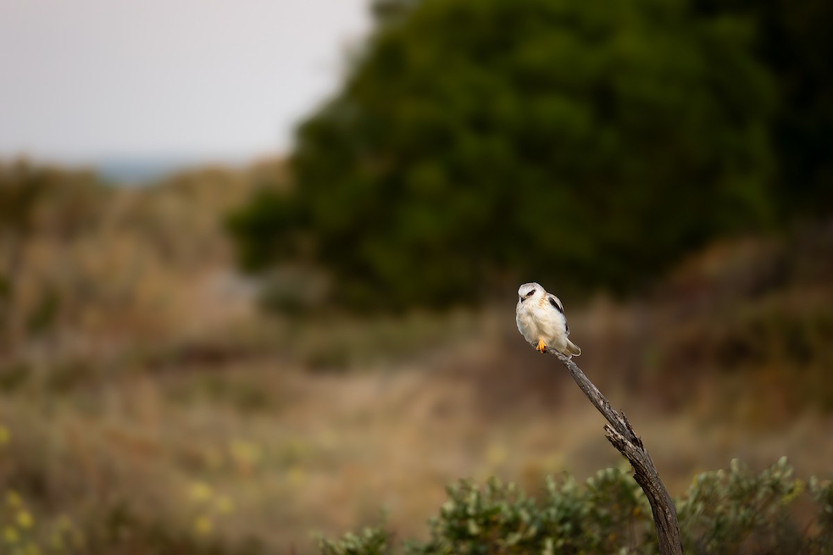 Black-shouldered Kite - ML646278034