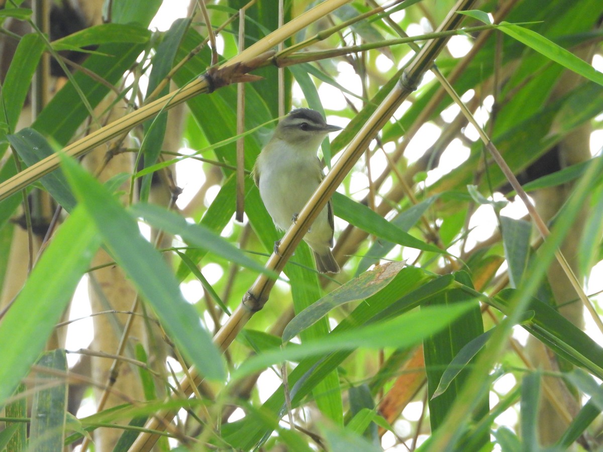 Kızıl Gözlü Vireo - ML646278035