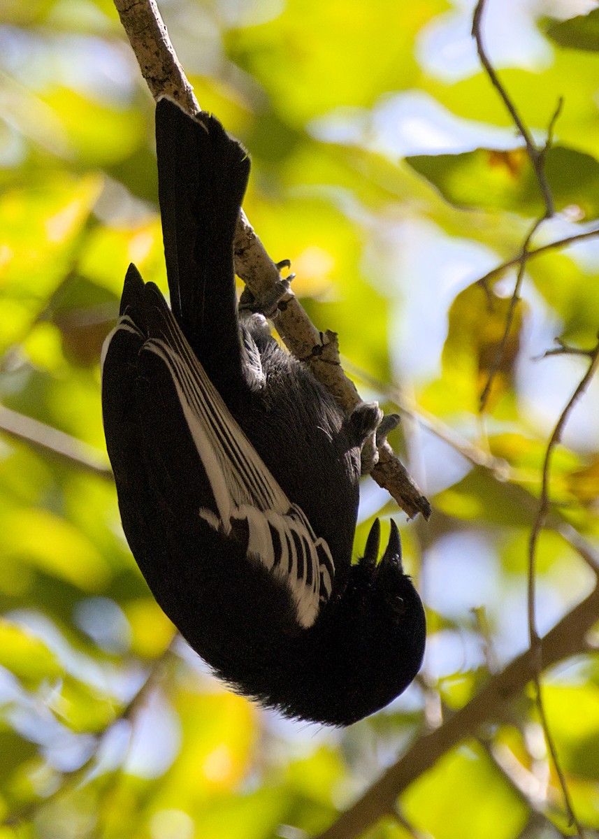 Southern Black-Tit - ML646278038