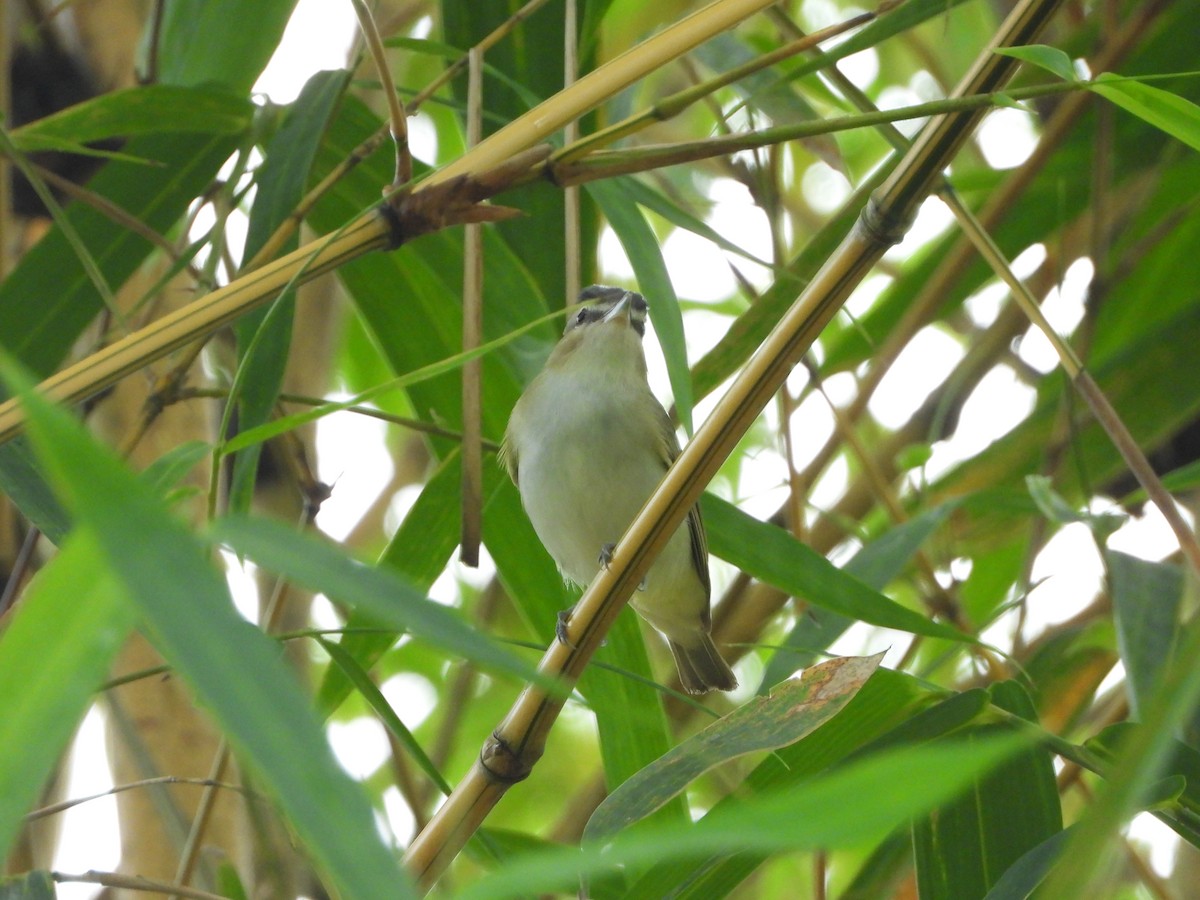 Kızıl Gözlü Vireo - ML646278039