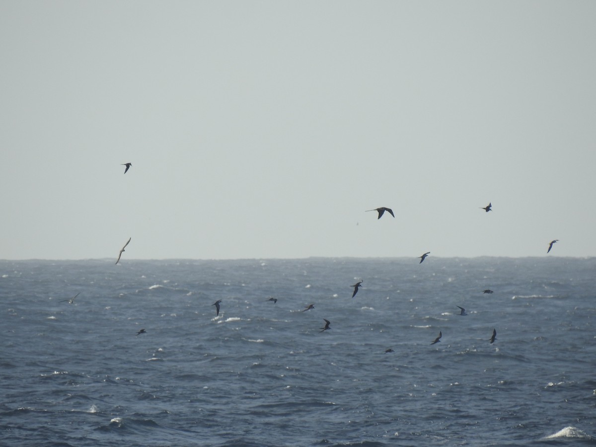 Sooty Tern - ML646278040