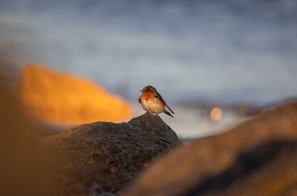 Welcome Swallow - ML646278041