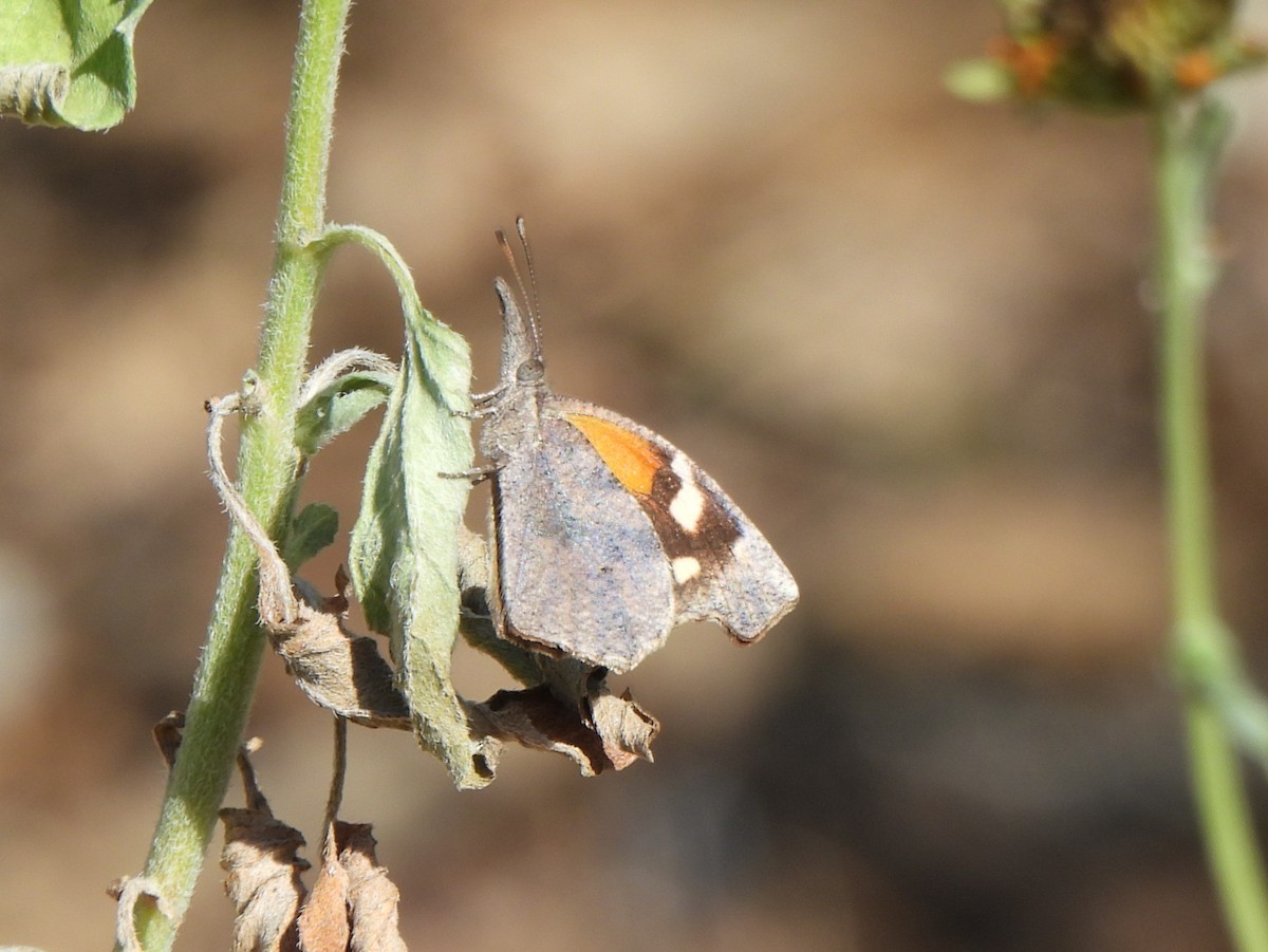 American Snout - ML646278044